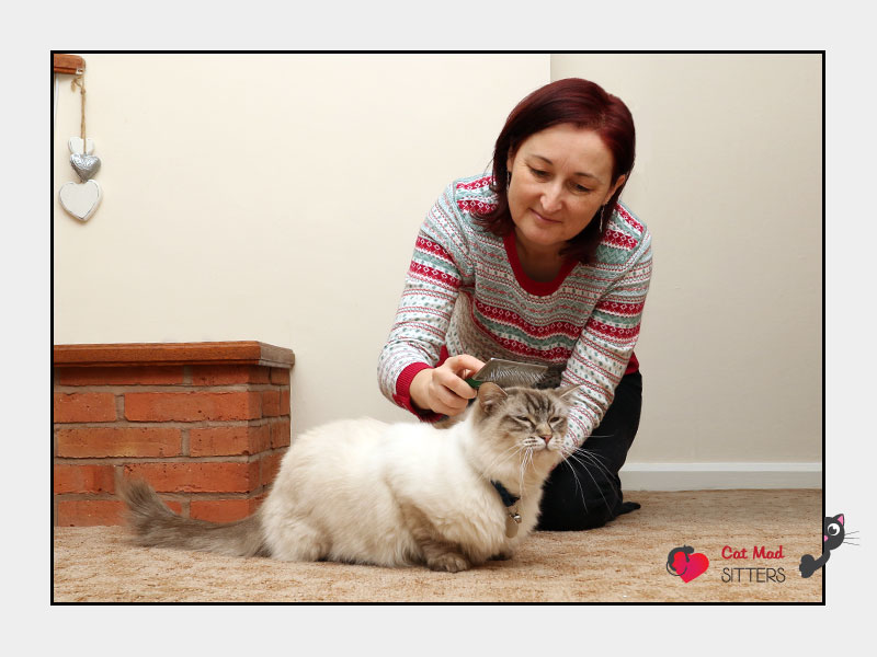 Multi Cat House Hold - Cat and Kitten Sitting