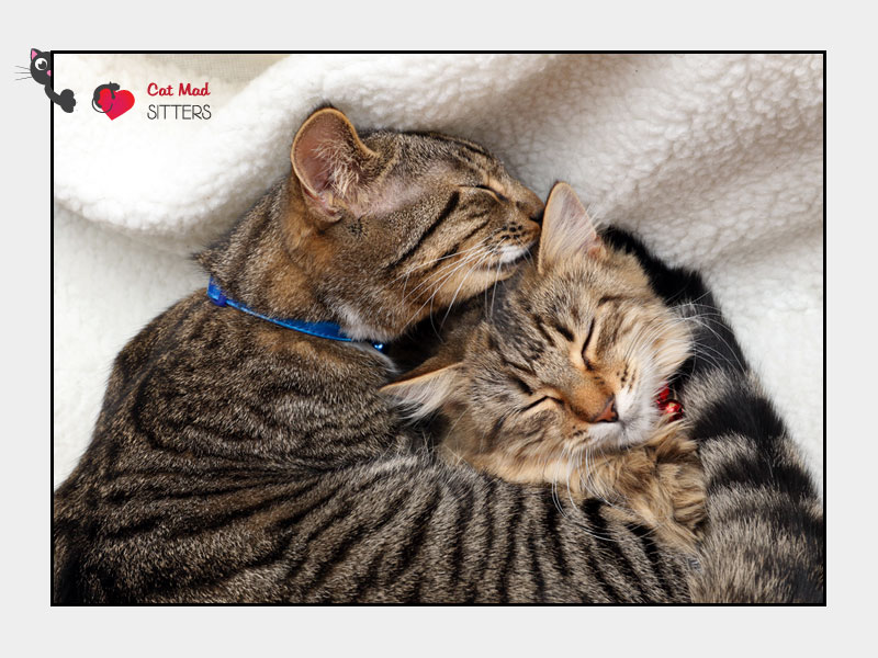 Multi Cat House Hold - Cat and Kitten Sitting