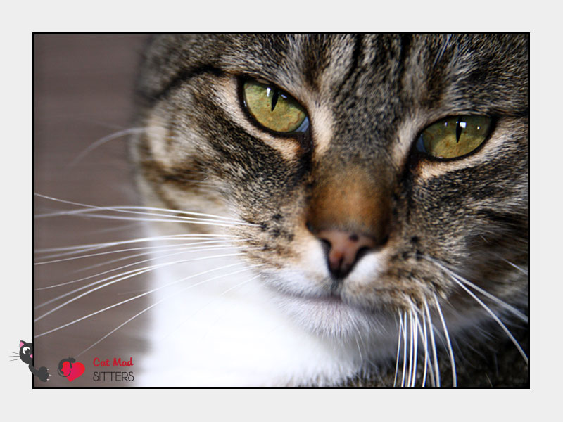 Cat Sitting in Auckland, New Zealand