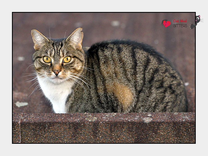 Cat Sitting in Auckland, New Zealand