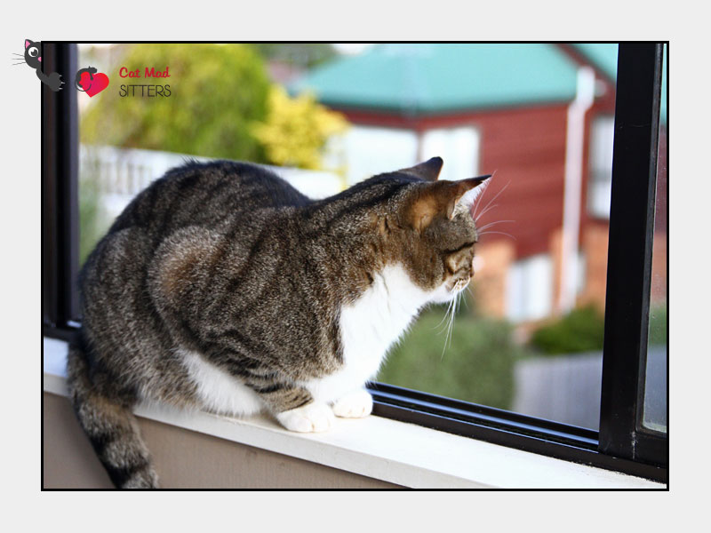 Cat Sitting in Auckland, New Zealand