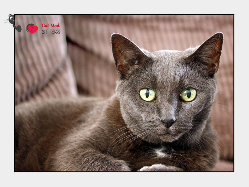 Cat Sitting in Bangkok, Thailand