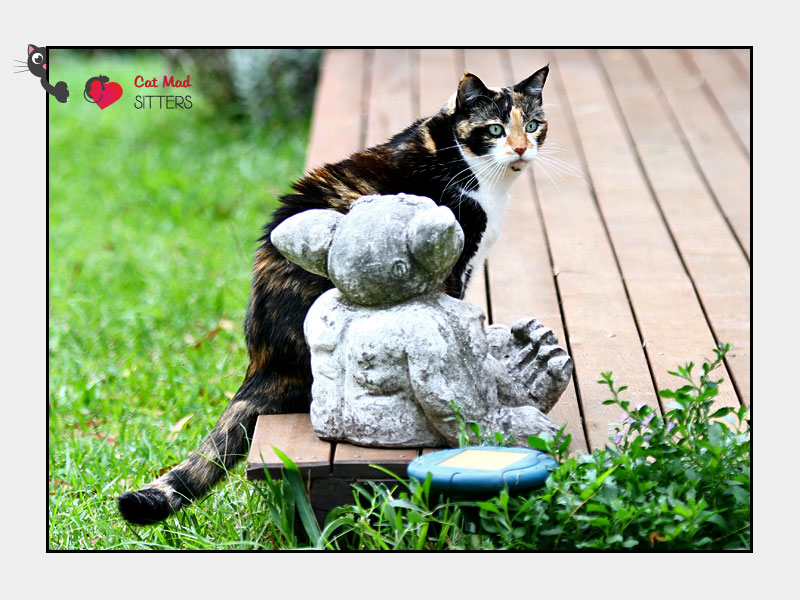 Cat Sitting in Brisbane, Australia