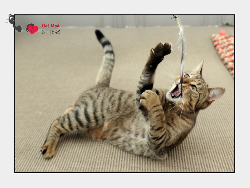 Lily playing with feather