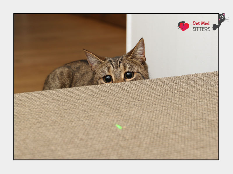 Lily chasing laser pen