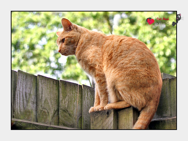 Cat Sitting in Cambridge