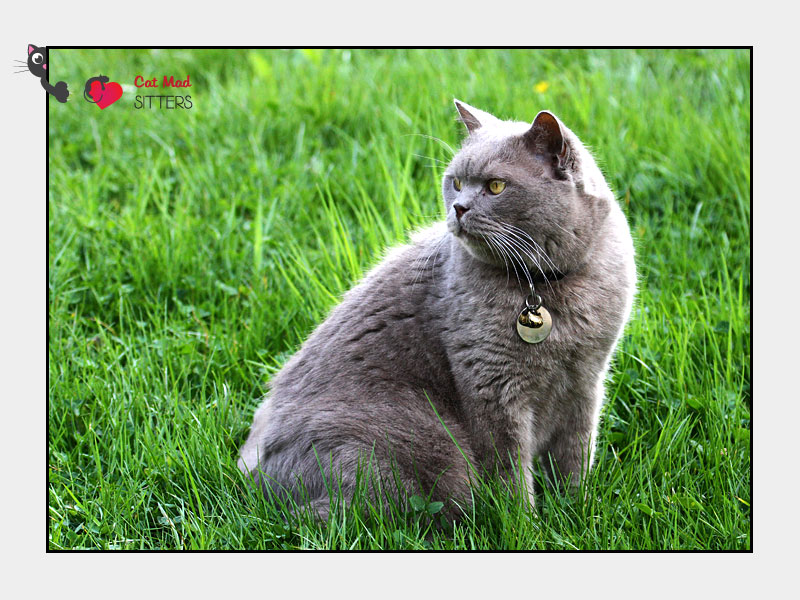 Cat Sitting in Geneva, Switzerland