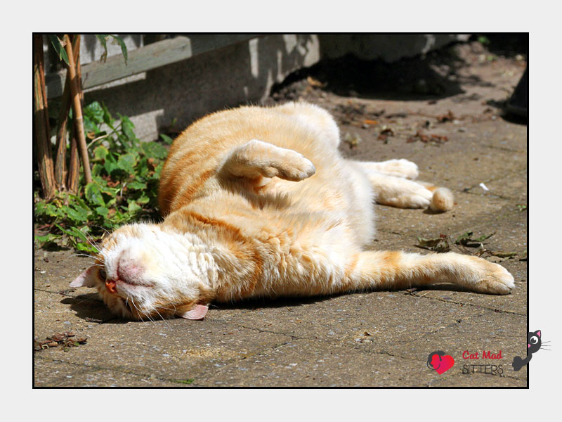 Cat Sitting in Ghent