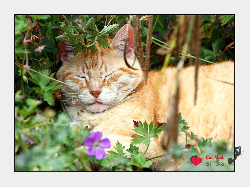 Cat Sitting in Ghent