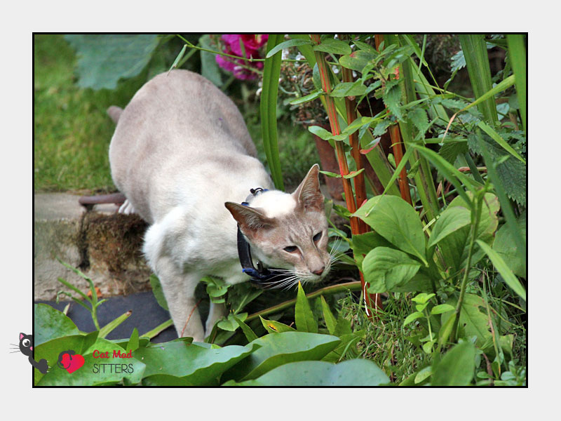 Cat Sitting in Ghent