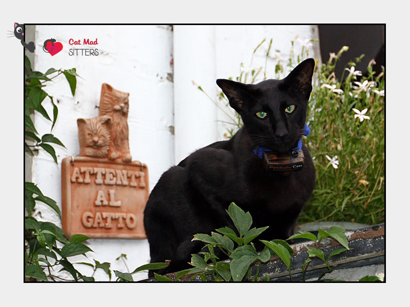 Cat Sitting in Ghent