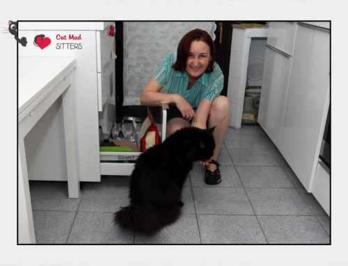 Poe – Cat Sitting in Milan, Italy