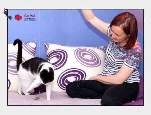 Seven, Linus, Kasimir & Emily – Cat Sitting in Germany
